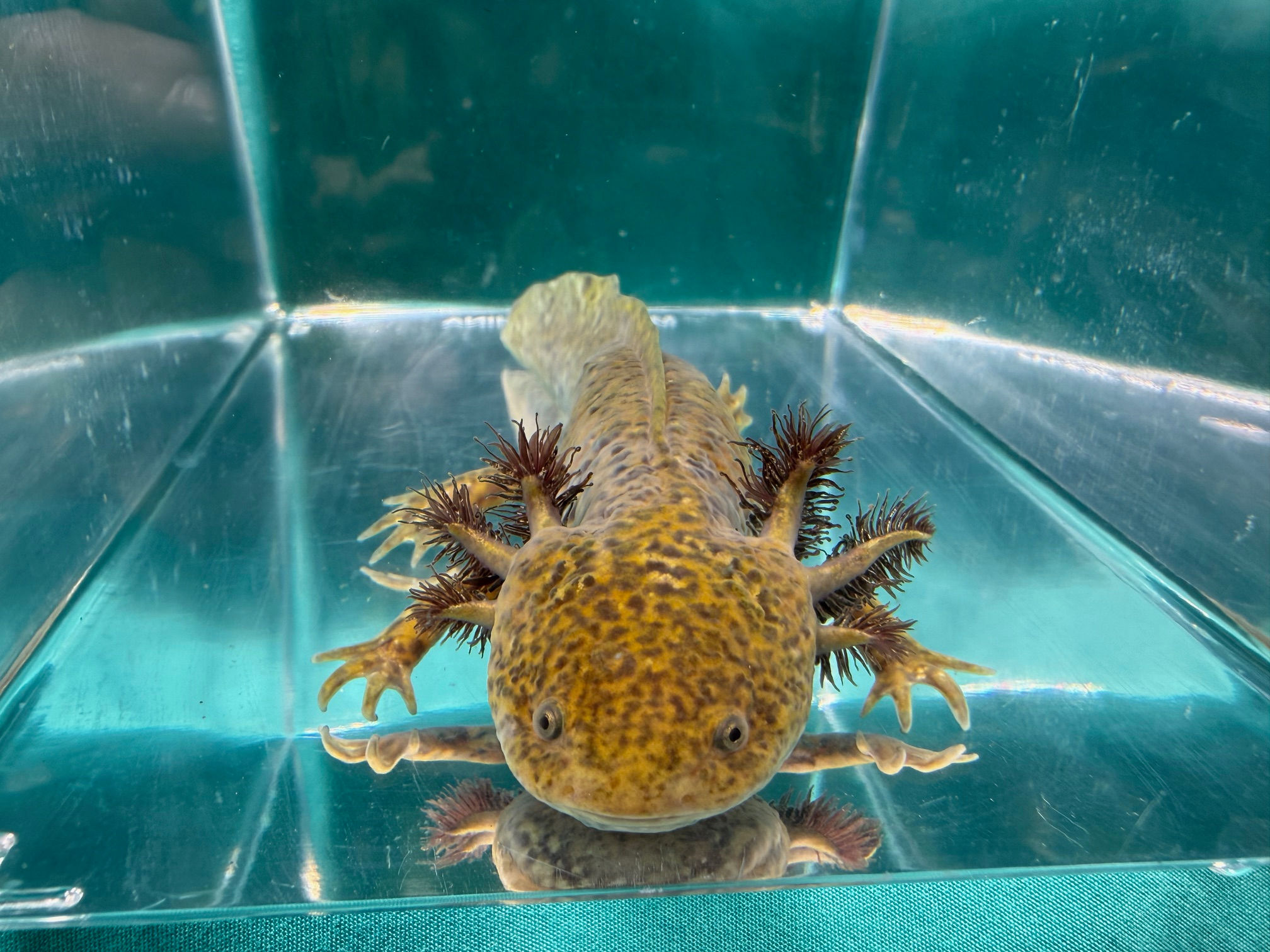 Atomic Burst (6"+ Hypomelanistic Subadult, Possible Female)