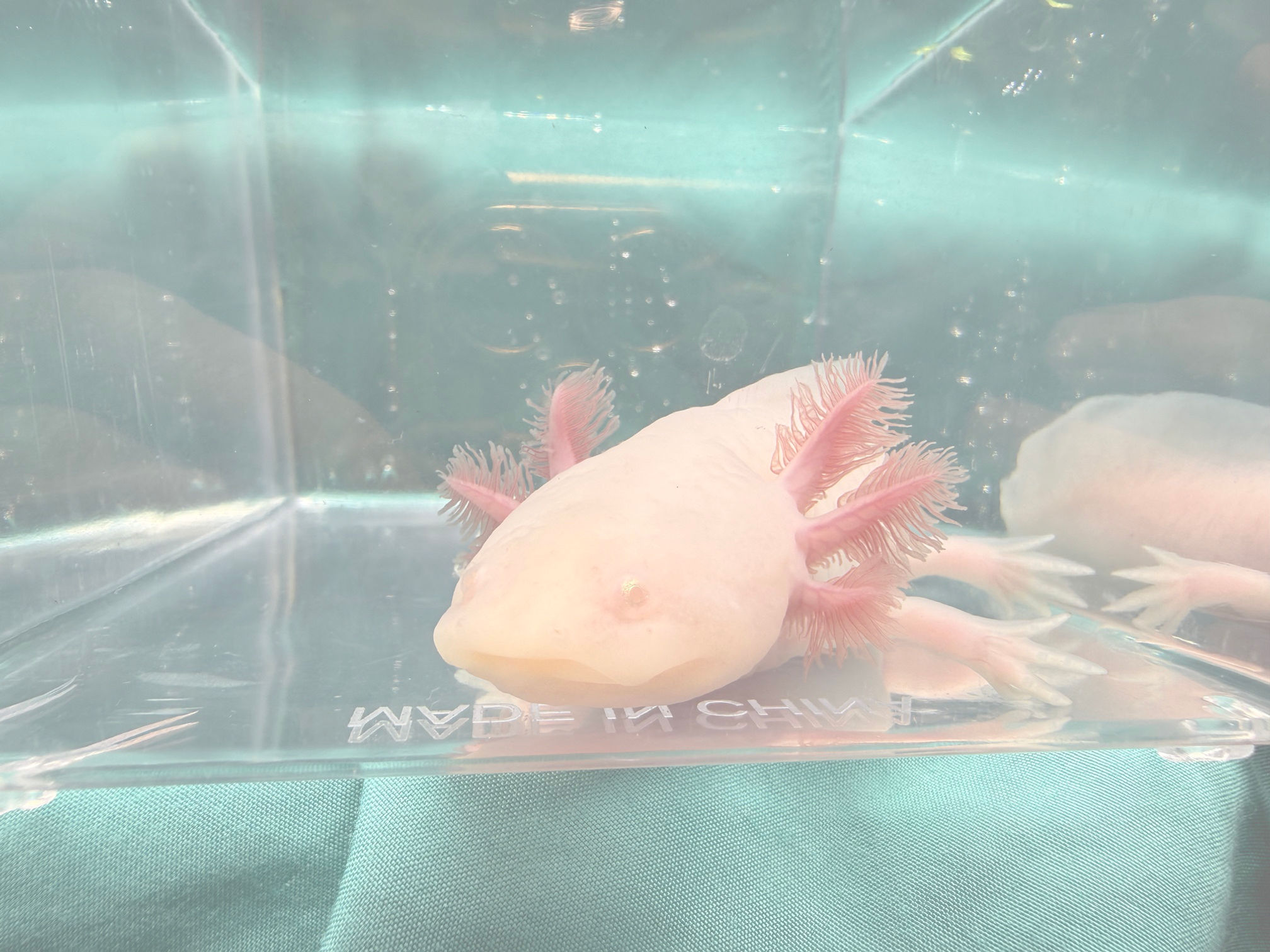 Tiny Bit (7"+ White Albino Subadult, Male )