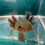 Thumbnail: Twig Toes (3-4" GFP Axanthic Melanoid Juvenile)