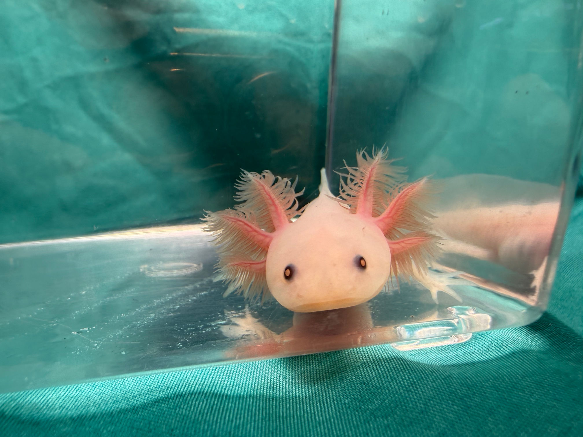 Scrambled Eggs (3"+ Copper Leucistic Juvenile)