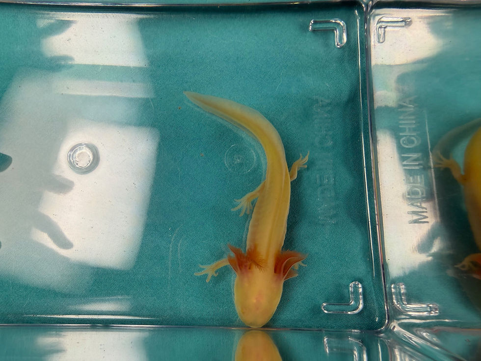 Thumbnail: Sea Silver (3-4" GFP Axanthic Albino Juvenile)