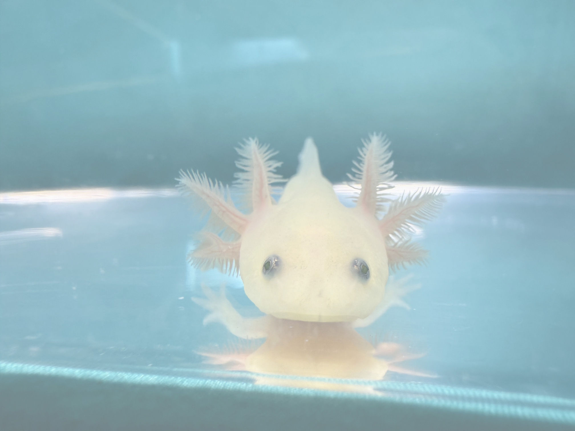 Snug Glove (3-4" GFP Leucistic Juvenile)