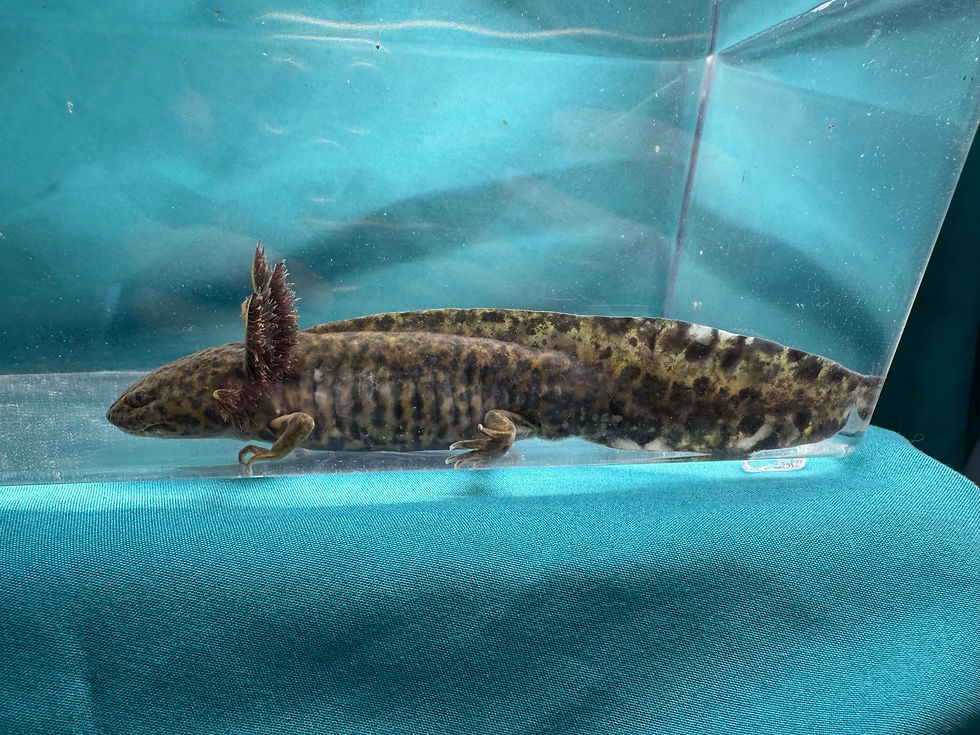 Thumbnail: Elite Wave (5-6" Wild Juvenile)