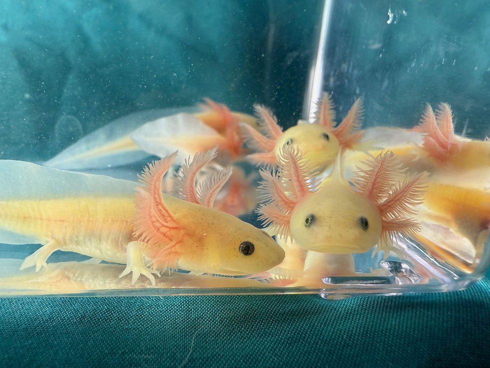 Thumbnail: *PRE- ORDER* GFP Leucistic Juveniles