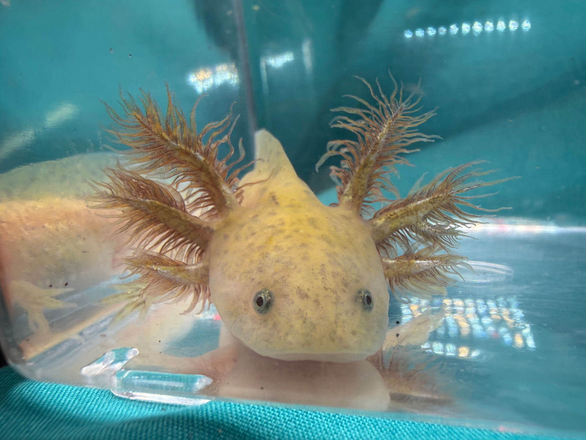 Venus (3"+ Copper Juvenile)