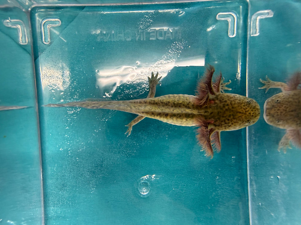 Thumbnail: Mars (4.5"+ Wild Type Juvenile)