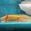 Thumbnail: Far Flight (5-6" Hypomelanistic Juvenile)