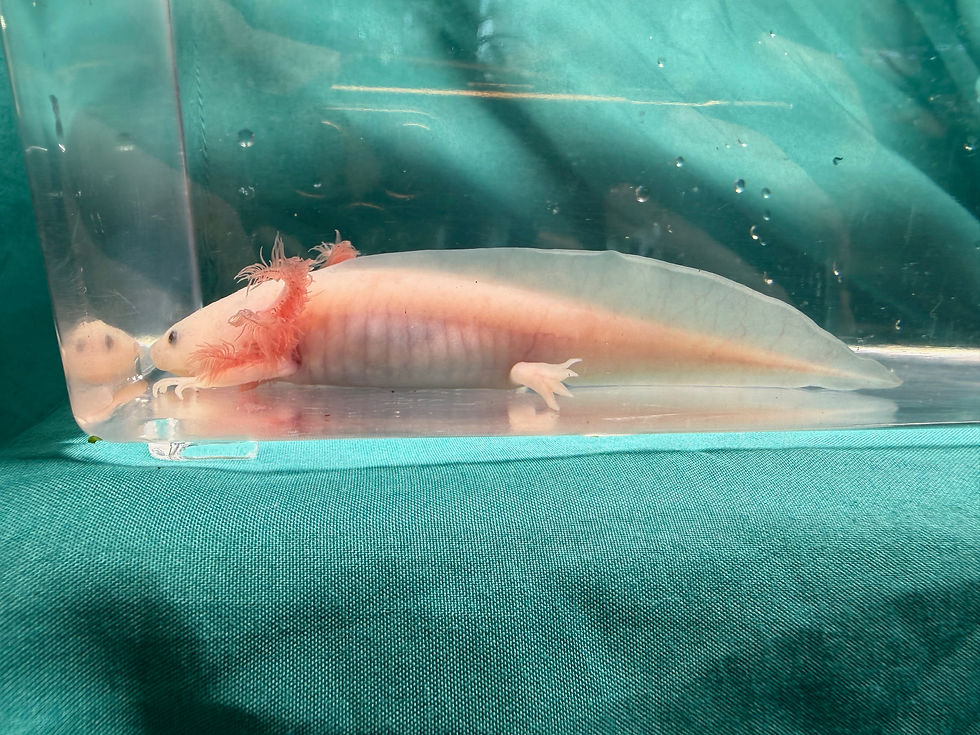 Thumbnail: Coral Tulip (5"+ Dirty Leucistic Juvenile)