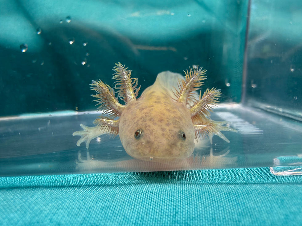 Thumbnail: French Toast (3"+ Copper Juvenile)