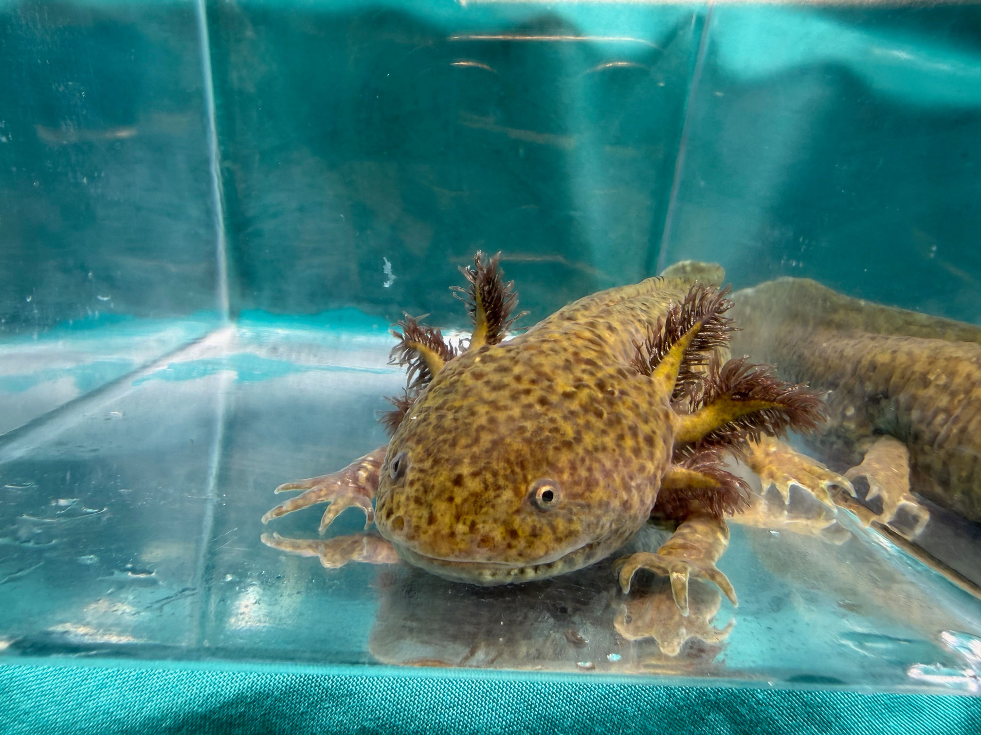 Atomic Burst (6"+ Hypomelanistic Subadult, MALE)