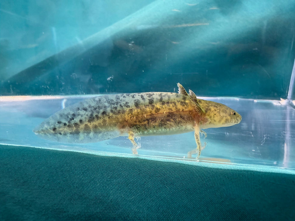 Thumbnail: Burger Lion (3-4" GFP Wild Juvenile)