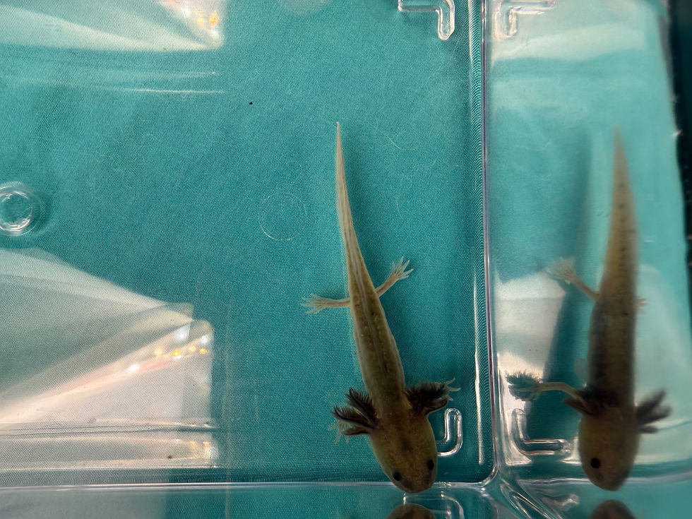 Thumbnail: Twig Toes (3-4" GFP Axanthic Melanoid Juvenile)
