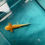 Thumbnail: Gold Echo (3"+ Golden Albino Juvenile)