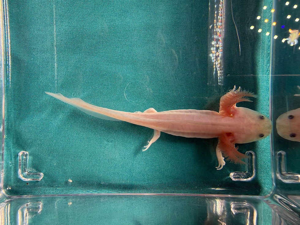 Thumbnail: Cactus Flower (4"+ Dirty Leucistic Juvenile)
