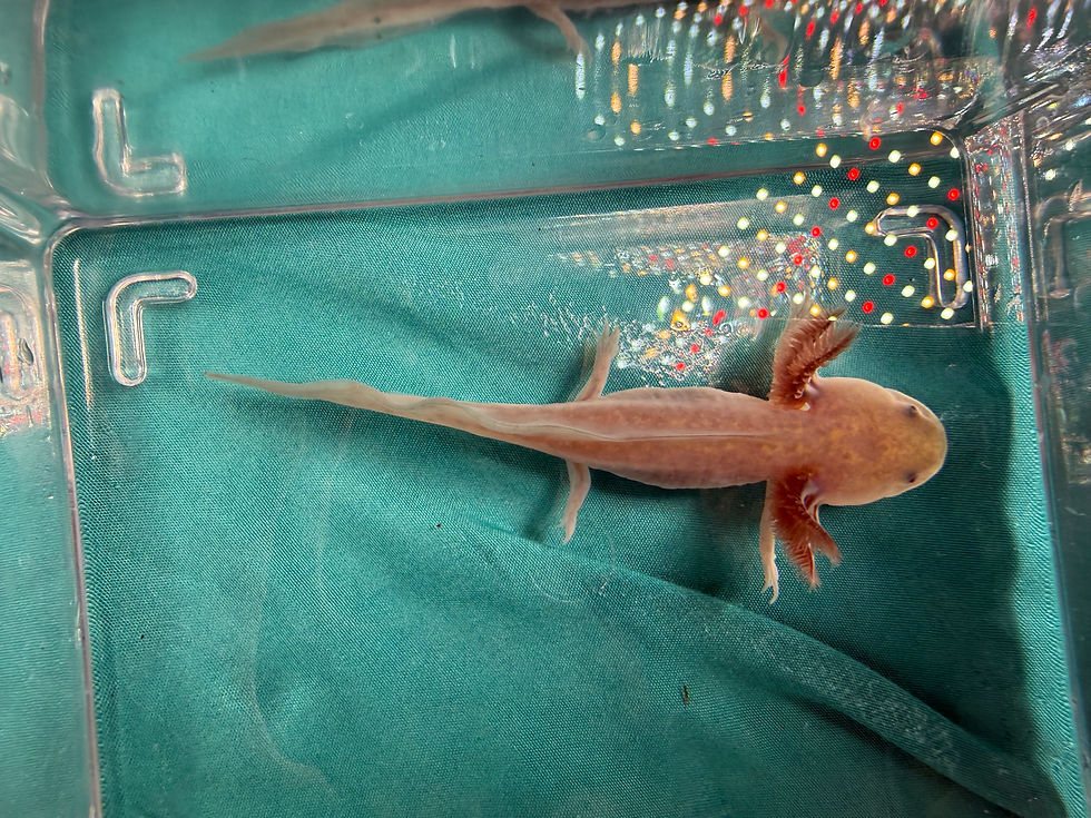 Thumbnail: Frosted Flakes (3"+ Copper Melanoid Juvenile)