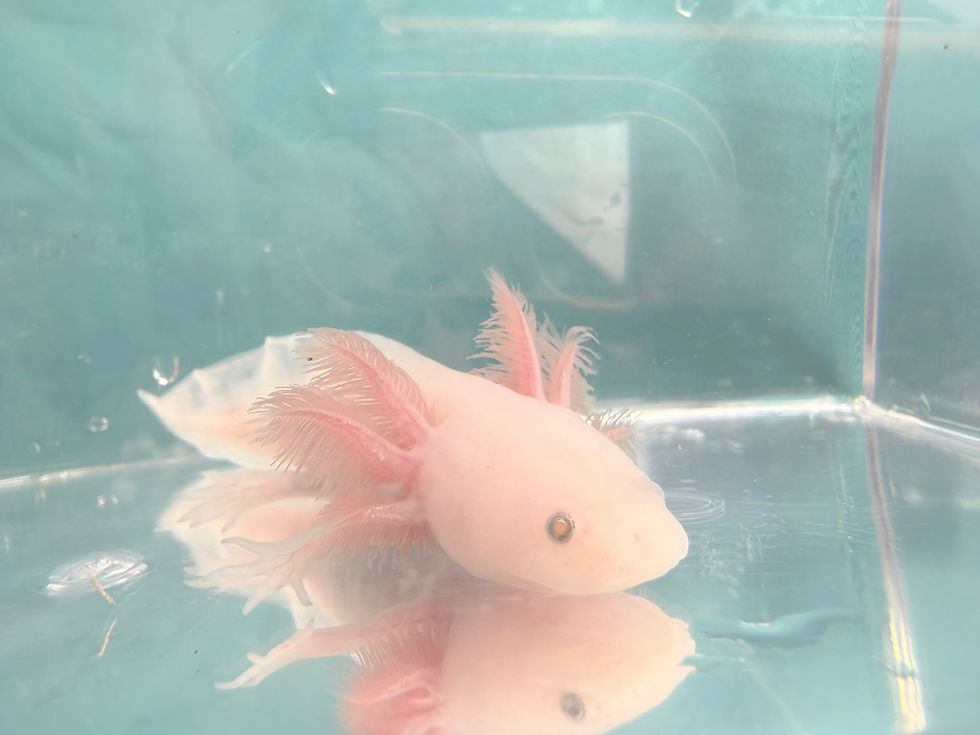 Thumbnail: Grits (5"+ Copper Leucistic Juvenile)
