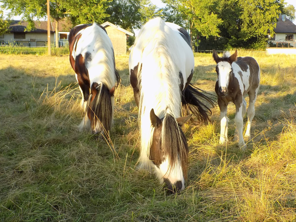Photo de famille...