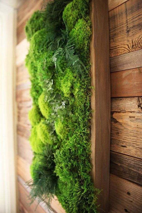 preserved moss panels