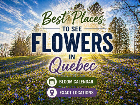 Best Places to See Flowers in Quebec (Wildflowers + Fields + Bloom Calendar)