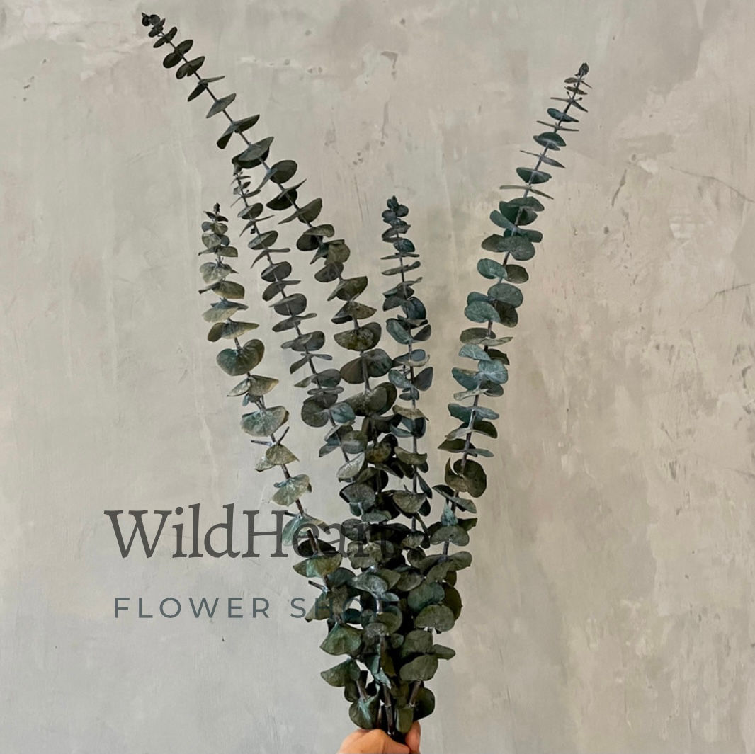 Preserved Eucalyptus - True Blue