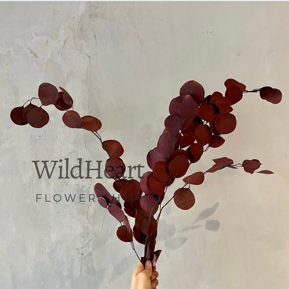 Thumbnail: Preserved Silver Dollar Eucalyptus Bundle