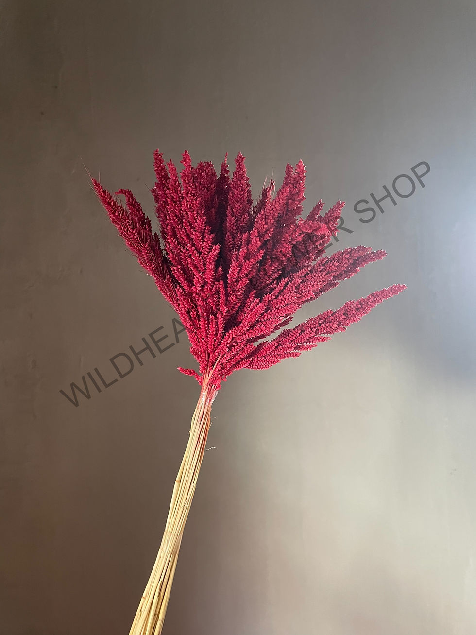 Thumbnail: Trigo Bundle (25 stems)