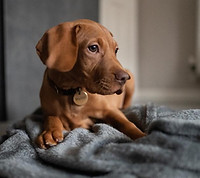 Hungarian Vizla puppy laying on a grey blanket