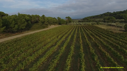 Vignes du Destet 1