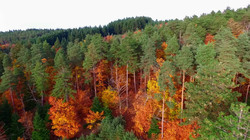 Foret_Ris_01