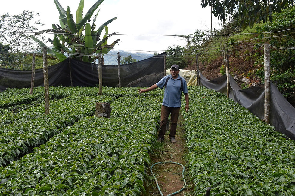 Thumbnail: Bolivia microlot coffee - Machicado