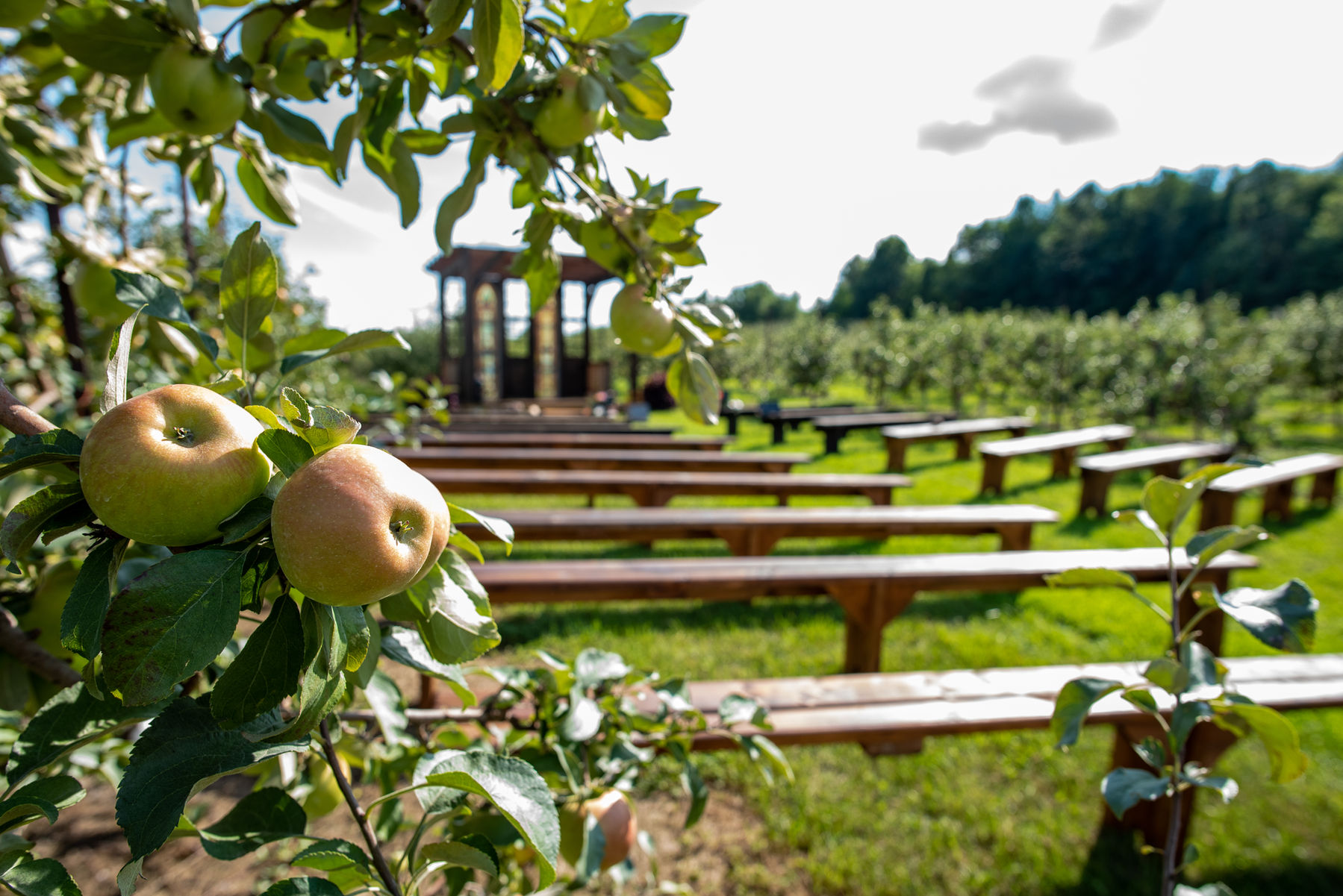 Ceremony Site in Orchard 