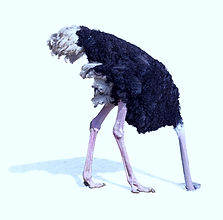 ostrich%20burying%20head%20in%20sand%20i