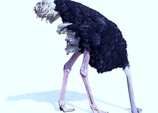 ostrich%20burying%20head%20in%20sand%20i