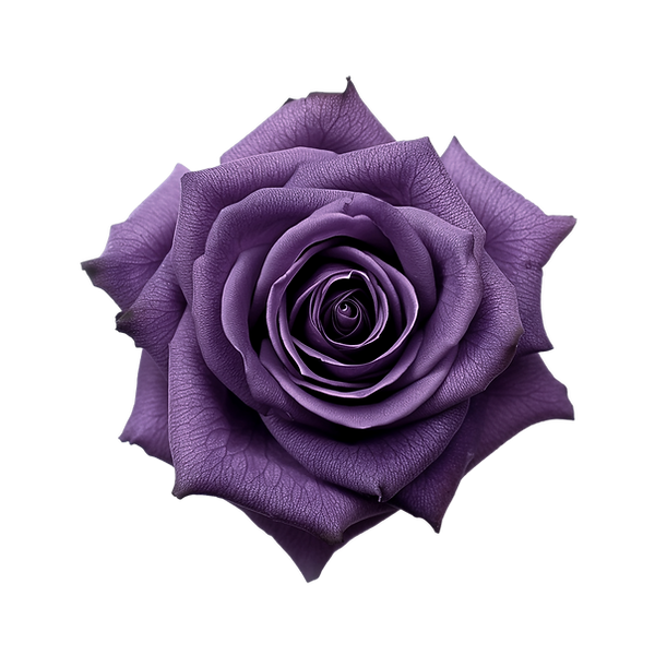 purple rose services icon_edited.png