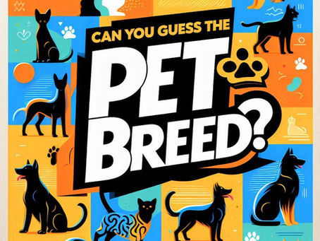 Can You Guess the Pet Breed?
