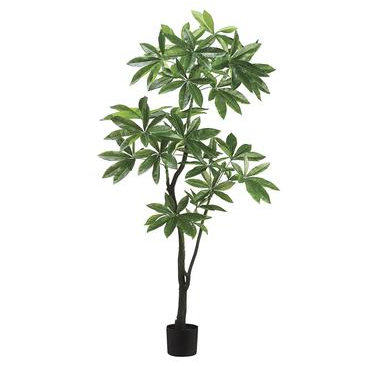 6' Eva Pachira Aquatic Tree