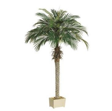 5.25" Phoenix Palm