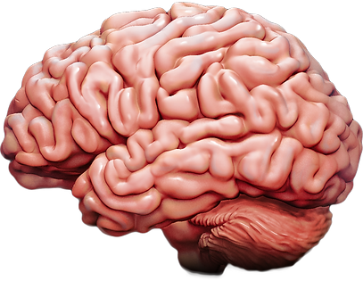 brain-lateral.png
