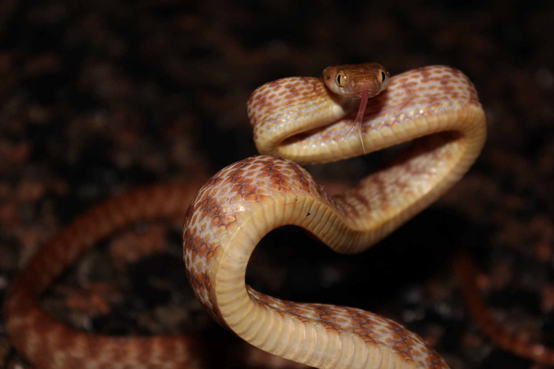 Home Localreptiles