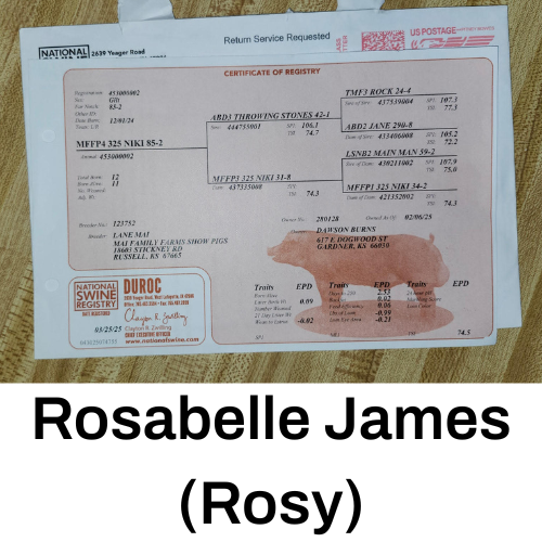 Thumbnail: Piglets (Feeder)