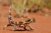 thorny-devil-uluru-animals-1024x680.jpg