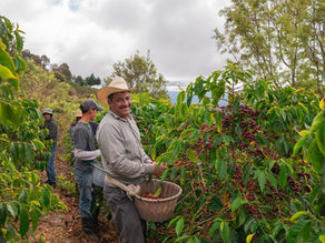 07. La cordillère des Andes, caféiculture