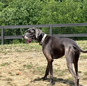 Randy certified pet sitter PetCINC doggy daycare Cincinnati.