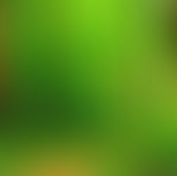 DIHING PATKAI NATIONAL PARK- UNDISCOVERED GEM OF ASSAM.