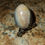 Thumbnail: Polychrome jasper dragon egg 