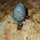 Thumbnail: Druzy Agate Crystal dragon egg