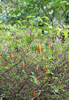 Iboga Tree