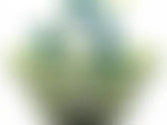 PaddleSmash: The Backyard Game Everyone’s Talking About