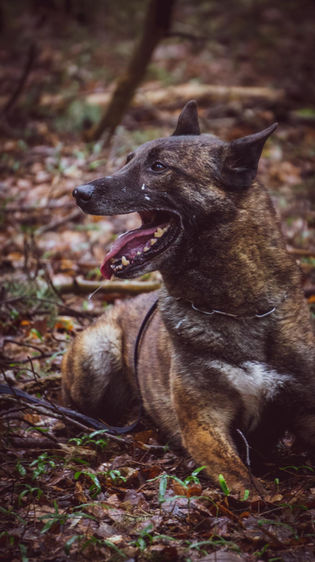 Der holländische Schäferhund Luke liegt im Laub und hechelt.