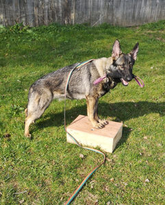 Die Schäferhündin Dörte steht auf einer Holzkiste und hält eine Beißwurst im Maul.